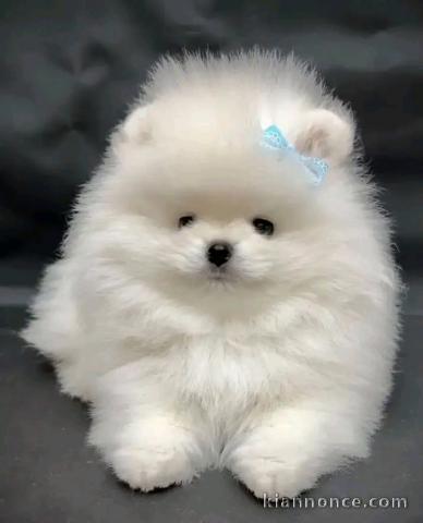 Magnifique chiots Spitz nain femelle 