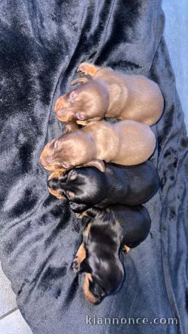 Chiots teckels disponible pour adoption 