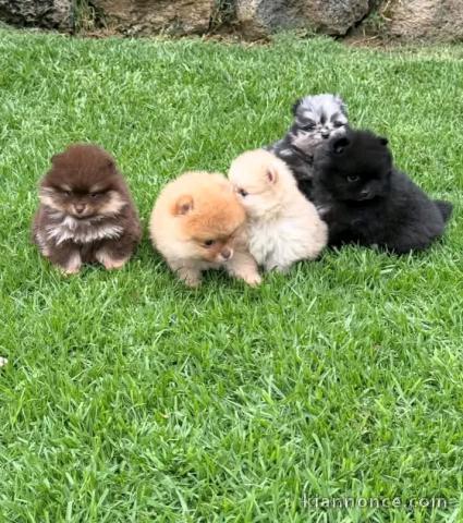 Annonces chiots spitz nain Poméranien 