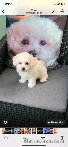 Chiots Bichon Frise disponible 