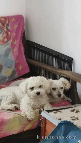 Annonces chiots Bichon frisé pour adoption 
