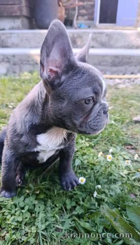 Chiots bouledogue français mâle a vendre 