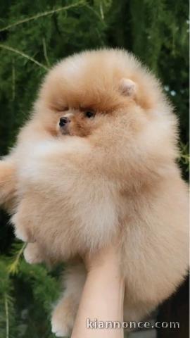 Chiots spitz nain disponible 