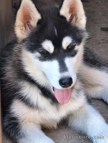 À adopter chiots Husky Sibérien Femelle 
