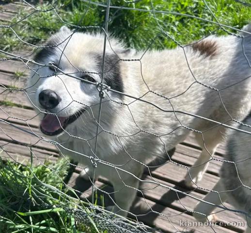Chiot Husky sibérien mâle a donner 