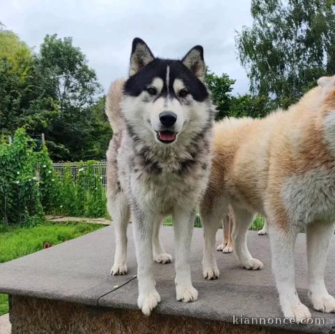 Chiot Husky Sibérien mâle disponible 