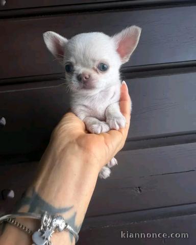 Magnifique chiots chihuahua femelle 