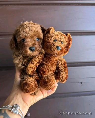 Adorable chiots caniche disponible 