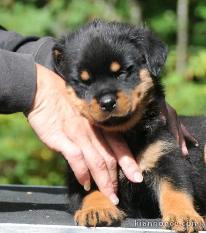 Magnifique chiots rottweiler femelle 