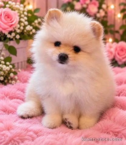 Magnifique chiots Spitz nain Poméranien 