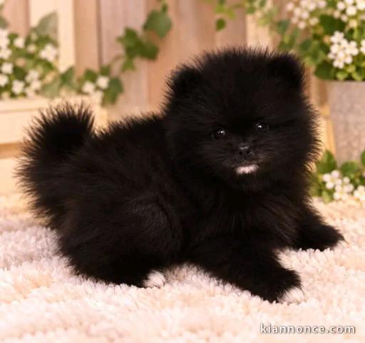 Adorable chiots spitz nain disponible 
