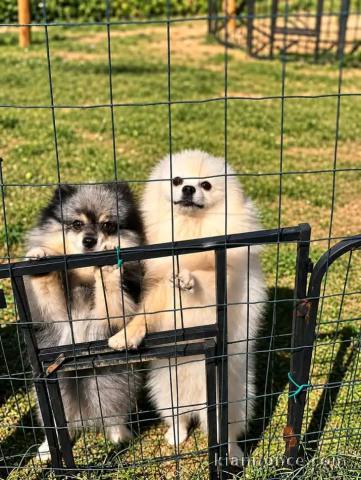 Magnifique chiots Spitz nain Poméranien 