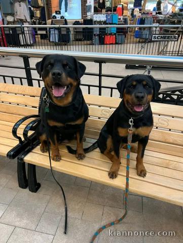 Magnifique chiots rottweiler mâle et femelle 