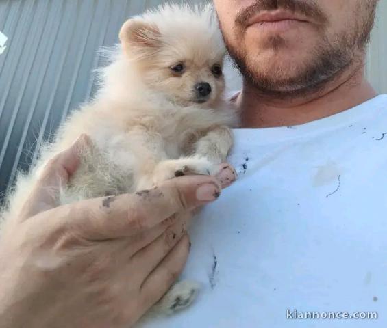 Magnifique chiots Spitz nain Poméranien 