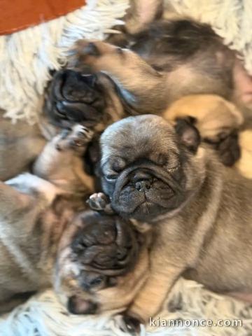 Magnifique chiots bouledogue français mâle et femelle 