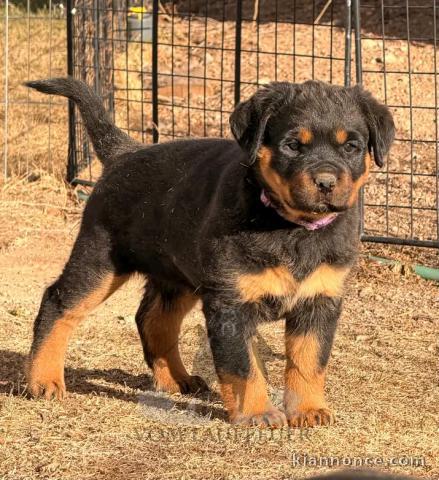 Chiot rottweiler mâle disponible 