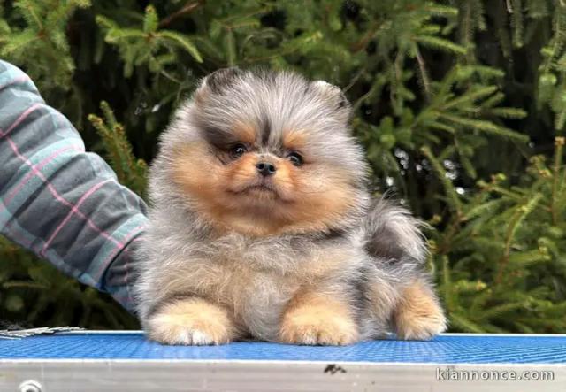 Chiots spitz nain disponible à adopter 
