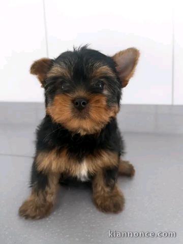 Chiots yorkshire terrier à votre disposition 