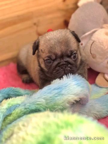 Chiots Carlin à donner disponible 