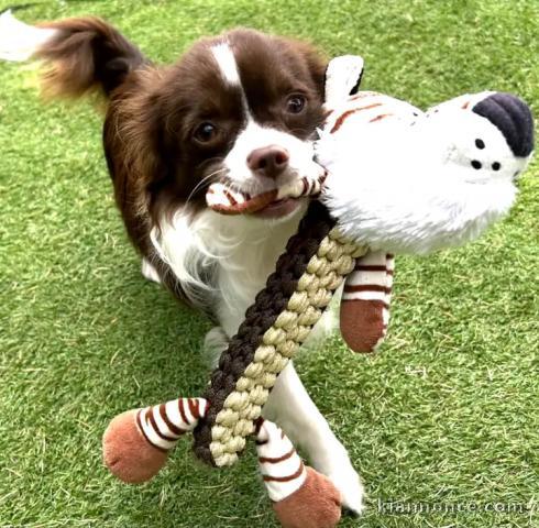 Magnifique chiots chihuahua femelle a donner 