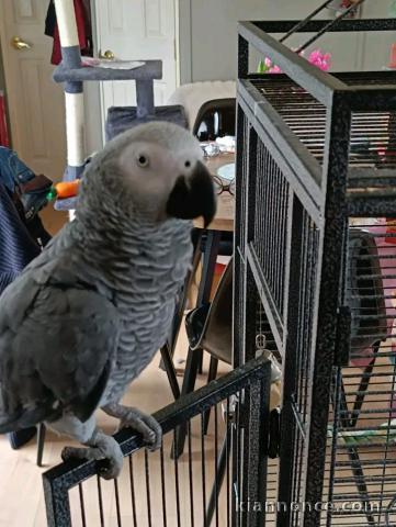 Perroquets gris du Gabon disponible mâle 
