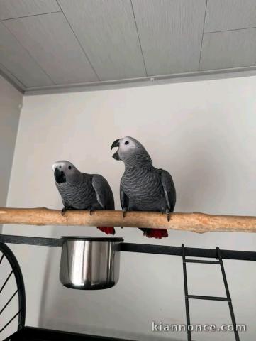 Couple perroquet gris du Gabon disponible 
