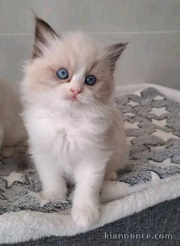 Ragdoll femelle a donner urgent 