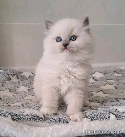 Dons bébé chaton ragdoll disponible 