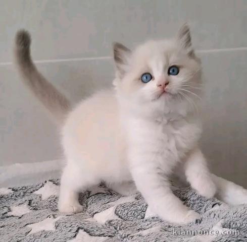 Magnifique chaton ragdoll femelle 