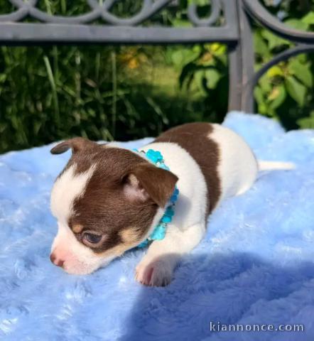 Je donne chiots chihuahua disponible 