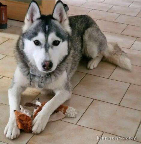 Husky sibérien contre bon soin 