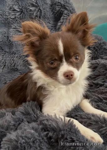 Adoption chiots chihuahua lof 