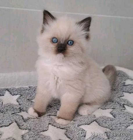 À adopter chatons ragdoll disponible 