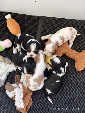Chiots cavalier King Charles disponible pour adoption 
