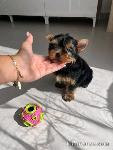 Magnifique chiots York disponible 