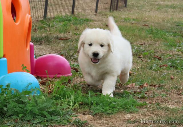 Adorable chiots golden retriever disponible 