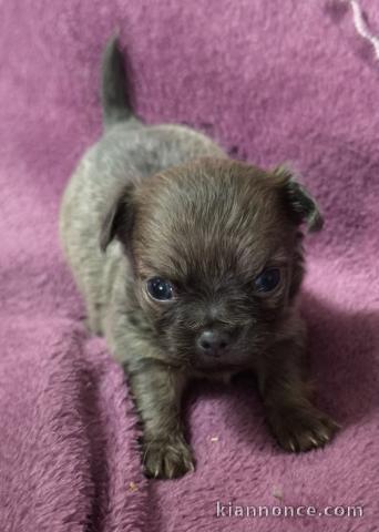 Magnifique chiots chihuahua femelle a prix raisonnable 