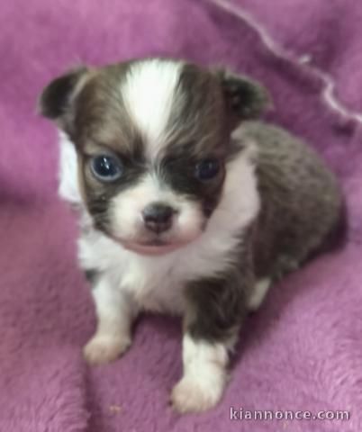 Chiots chihuahua femelle a prix mini 