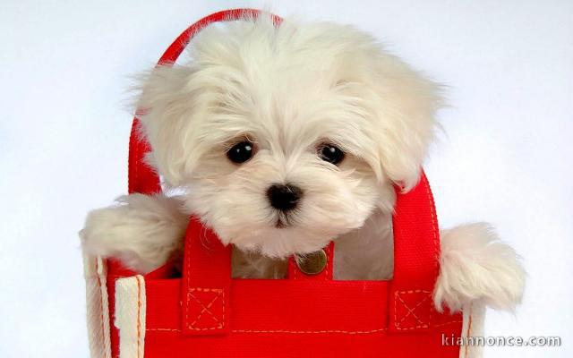 Chiots Bichon frisé femelle a petit prix 