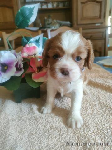 Chiots cavalier King Charles femelle 