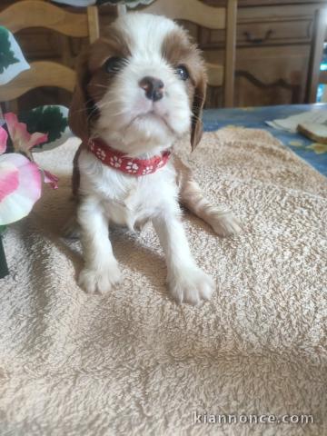 Magnifique chiots cavalier king charle pour adoption 