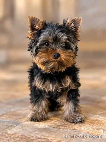 Bébé chiots yorkshire terrier à vendre 