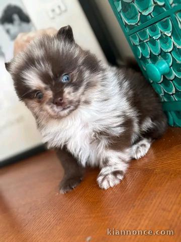 Chiots spitz nain disponible intéressé veuillez me contacter 