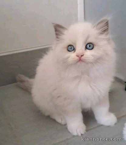 Je donne chaton ragdoll femelle 