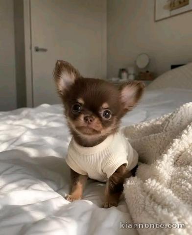Type d’annonce Chiots chihuahua mâle 