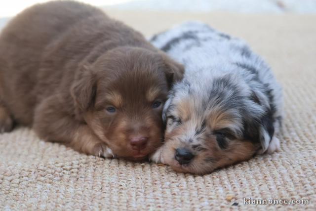 Dons bébé chiots berger australien 