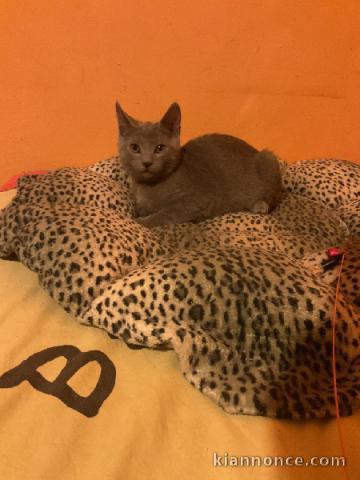 Je donne chaton chartreux disponible 
