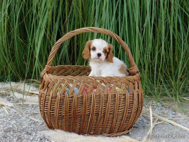 Magnifique chiots cavalier King Charles femelle 