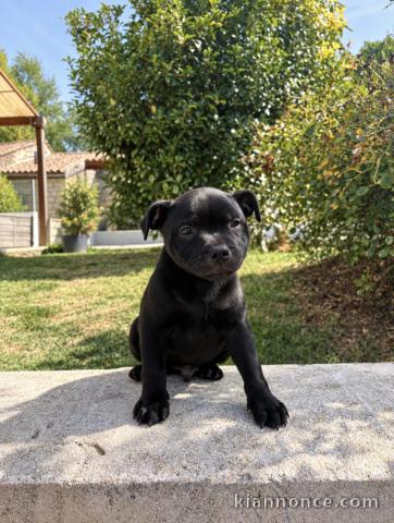 Adorable chiots Staffordshire disponible 