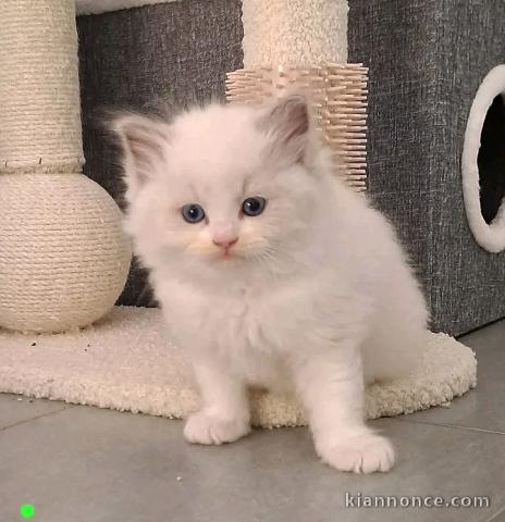 Adorable chaton ragdoll femelle 